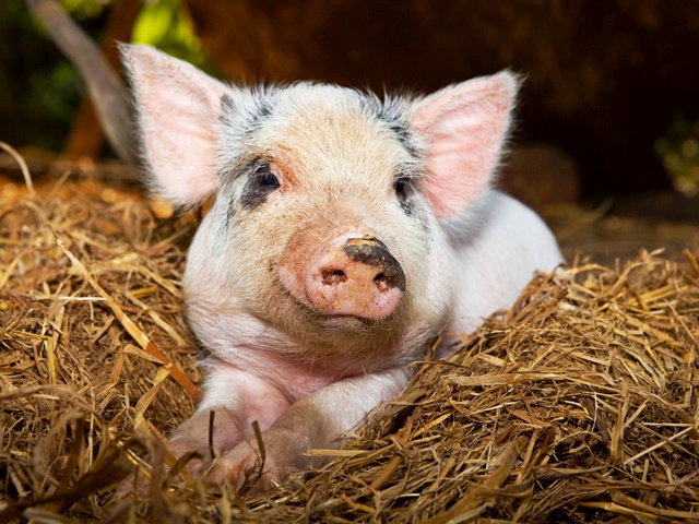 Все о свиньях в Новом Осколе | ЗооТом портал о животных