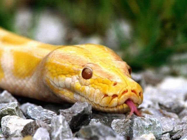 Породы змей в Новом Осколе | ЗооТом портал о животных