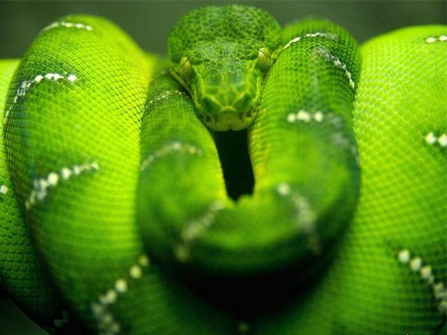 Породы змей в Новом Осколе | ЗооТом портал о животных