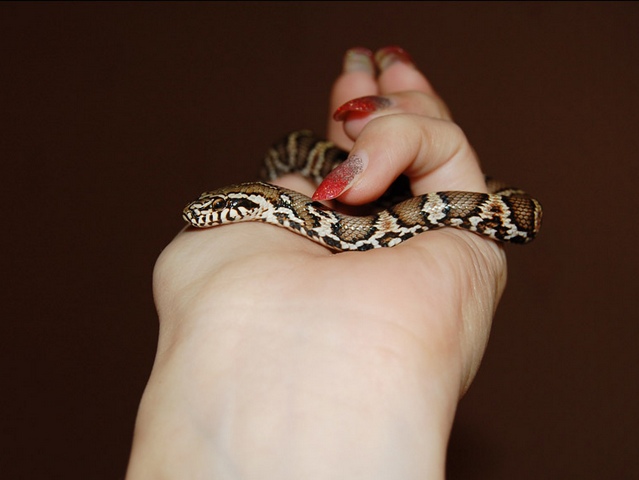 Содержание змей и уход за ними в Новом Осколе | ЗооТом портал о животных