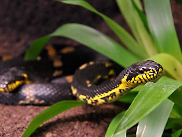Содержание змей и уход за ними в Новом Осколе | ЗооТом портал о животных