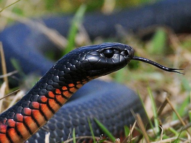 Все о змеях в Новом Осколе | ЗооТом портал о животных